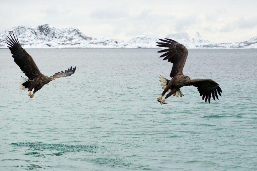 Trollfjord & sea eagle safari in Lofoten